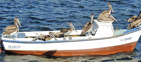 Pelikaner_tillbaka_havanna_bukten